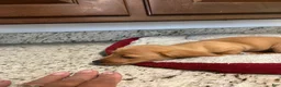 Miniature Dachshund dogs for sale: Wren - Ad 5
