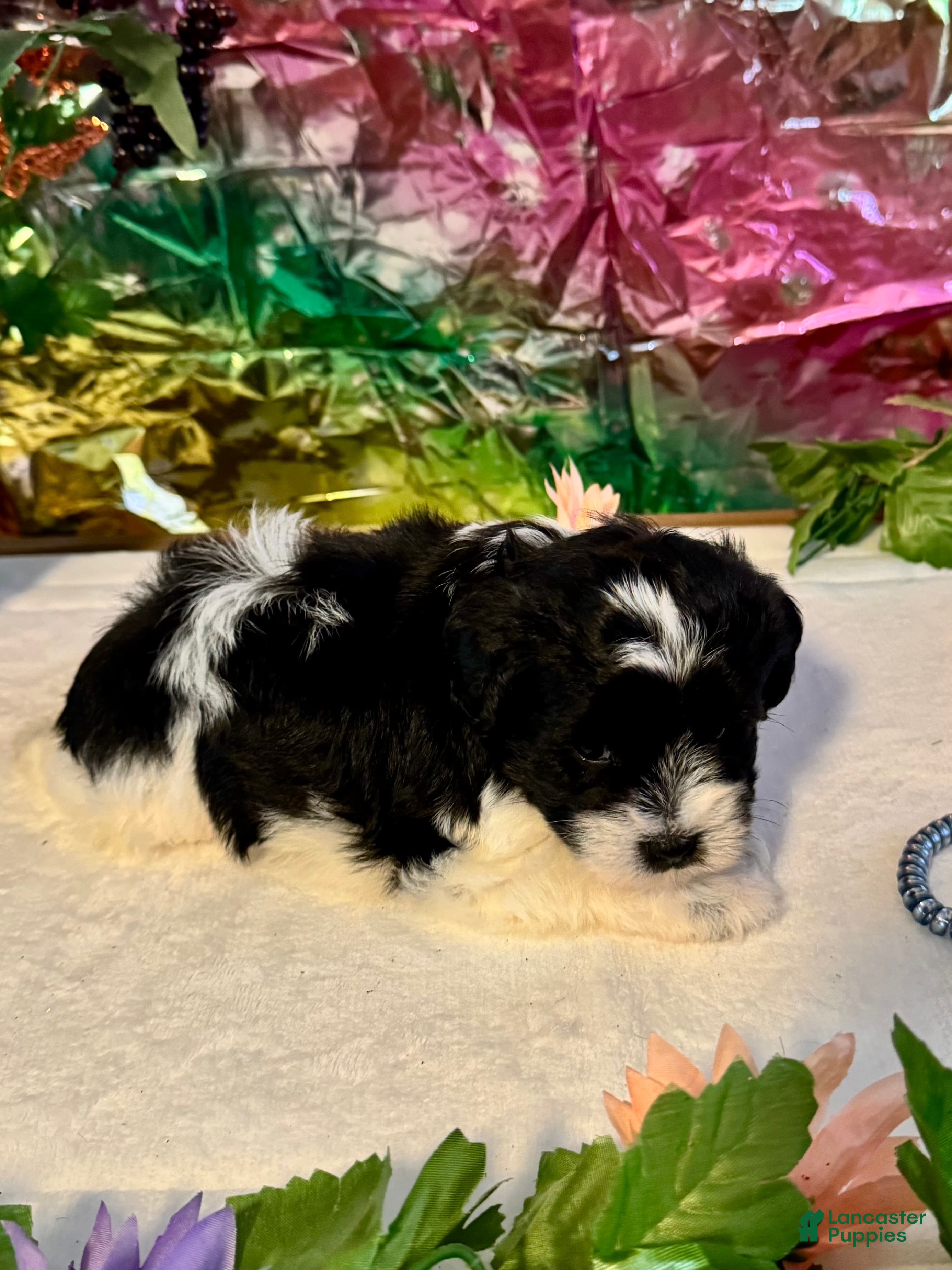 Miniature Schnauzer dogs Raz - Ad 1