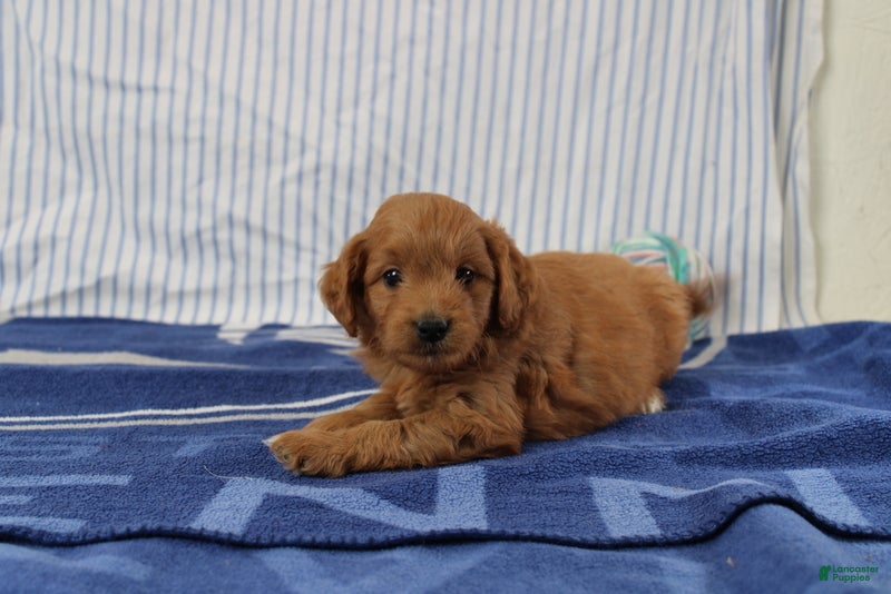 Mini Goldendoodle dogs Mario - Ad 2