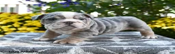English Bulldog dogs for sale: Taz - Ad 3
