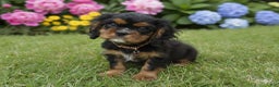 Cavalier King Charles Spaniel dogs for sale: Cavalier King Charles Spaniel Puppy 1 - Ad 1