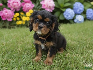 Cavalier King Charles Spaniel dogs Cavalier King Charles Spaniel Puppy 1 - Ad 1