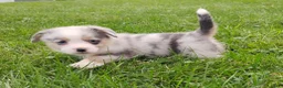 Welsh Corgi Pembroke dogs for sale: Welsh Corgi Pembroke 1 - Ad 2
