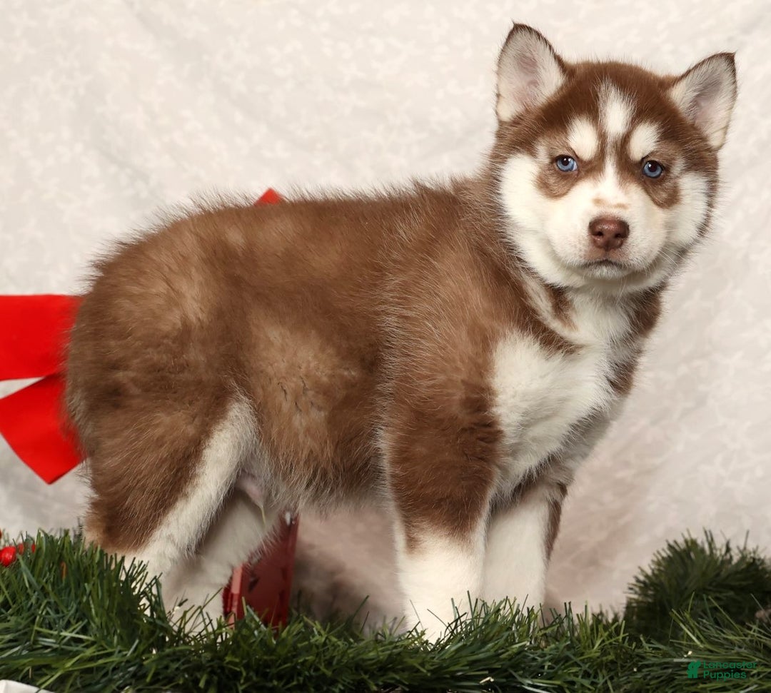 Siberian Husky dogs for sale: Rudolph - Ad 2