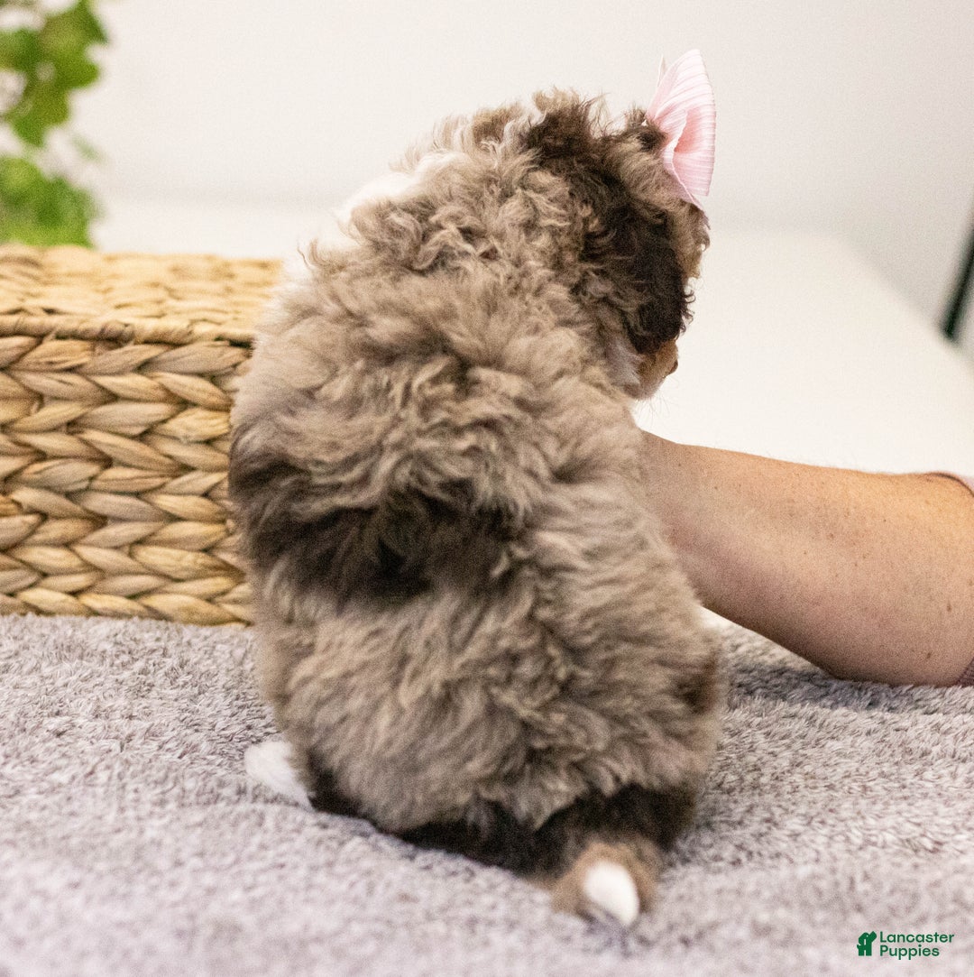 Mini Aussiedoodle dogs for sale: Sadie-petite size - Ad 4