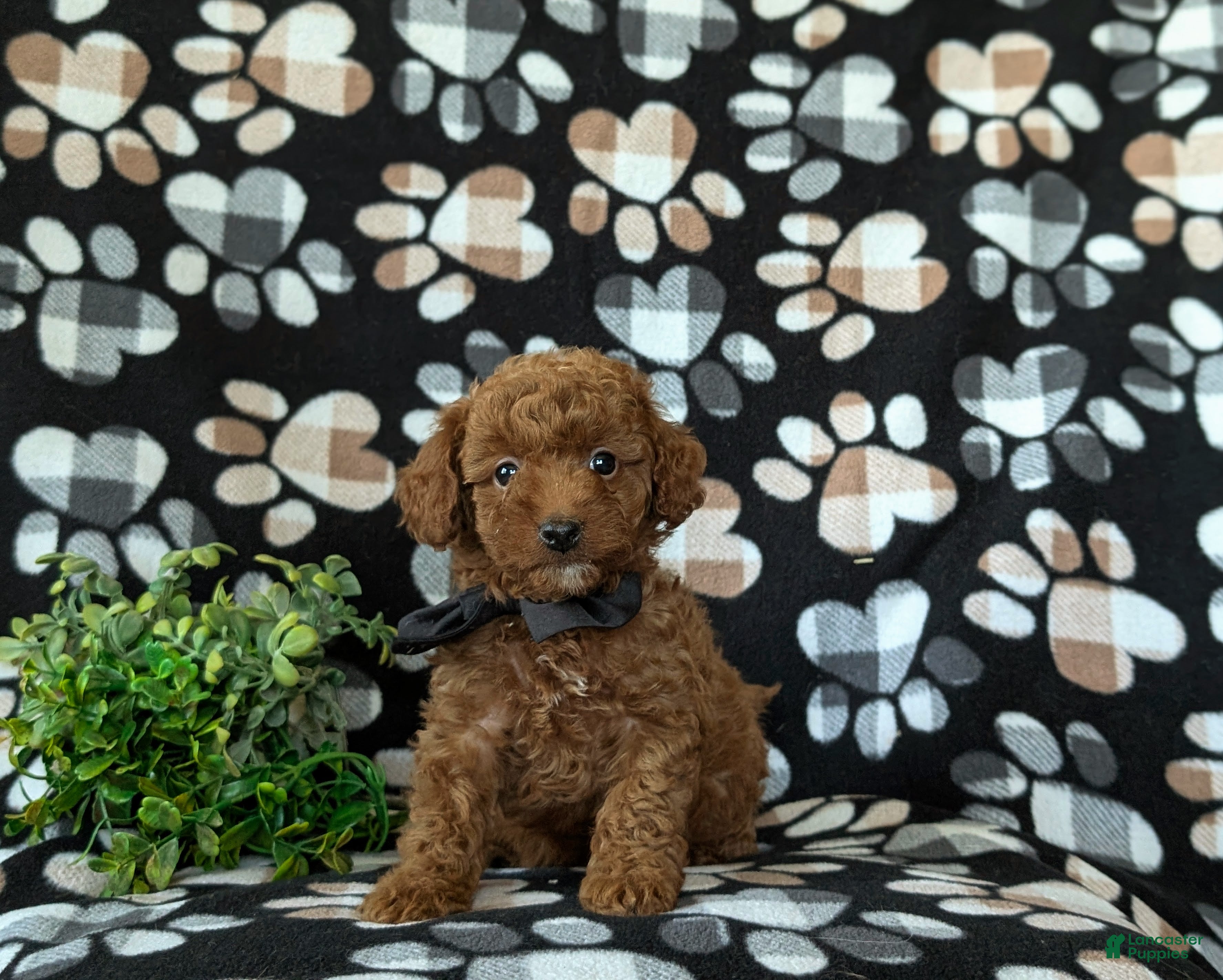 Mini Goldendoodle dogs Rueben 10 lbs full grown - Ad 1