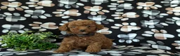 Mini Goldendoodle dogs for sale: Rueben 10 lbs full grown - Ad 1