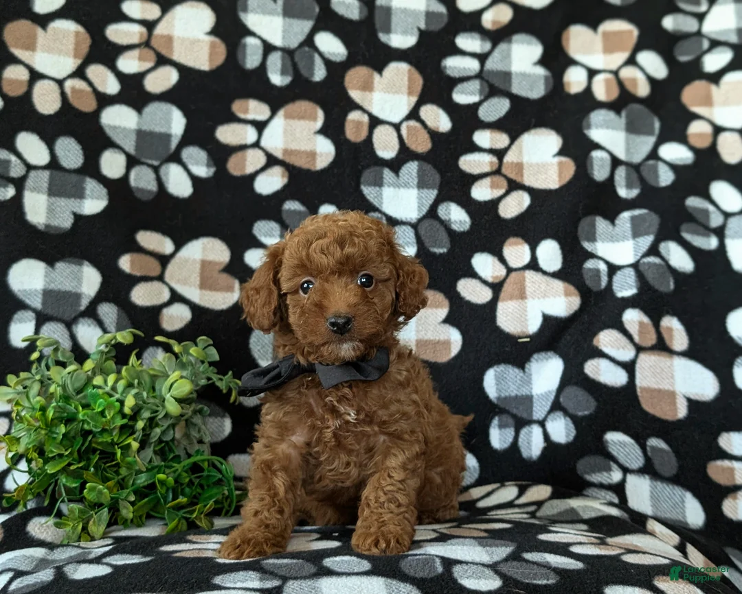 Mini Goldendoodle dogs for sale: Rueben 10 lbs full grown - Ad 1