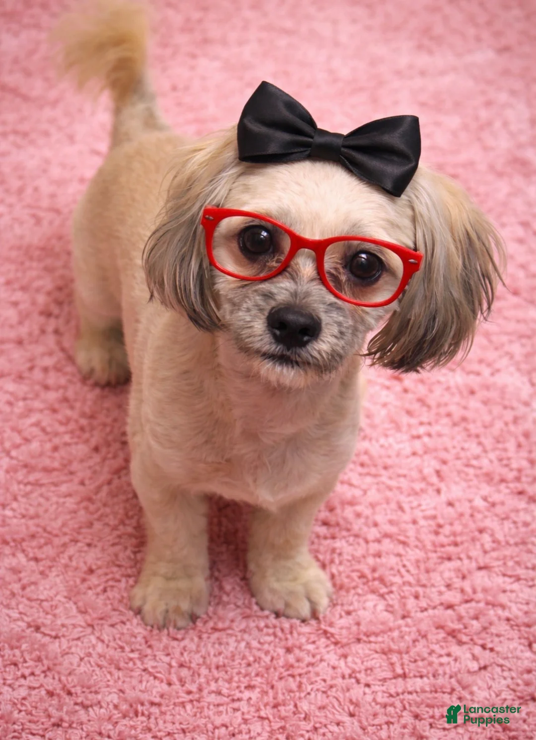 Shihpoo dogs for sale: Shihpoo Puppy 3 - Ad 4