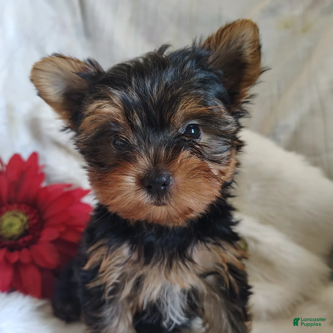 Yorkshire Terrier dogs for sale: Candy girl - Ad 1