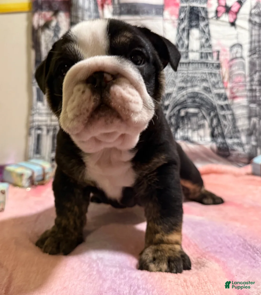 English Bulldog dogs for sale: Rome - Ad 2
