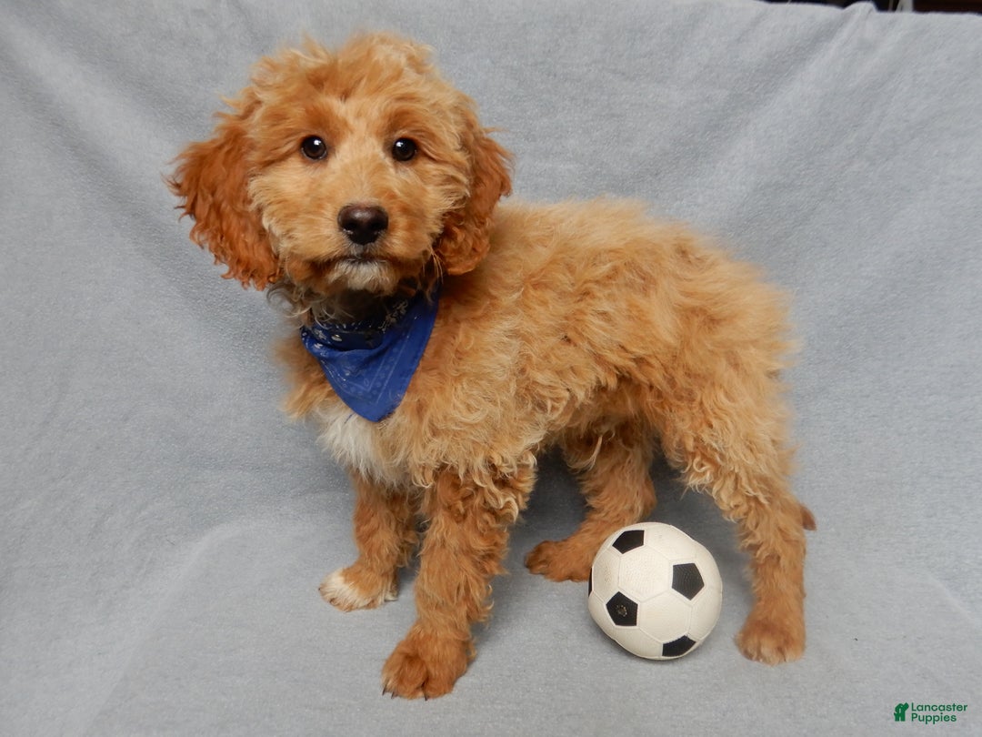 Mini Goldendoodle dogs for sale: Odie - Ad 5