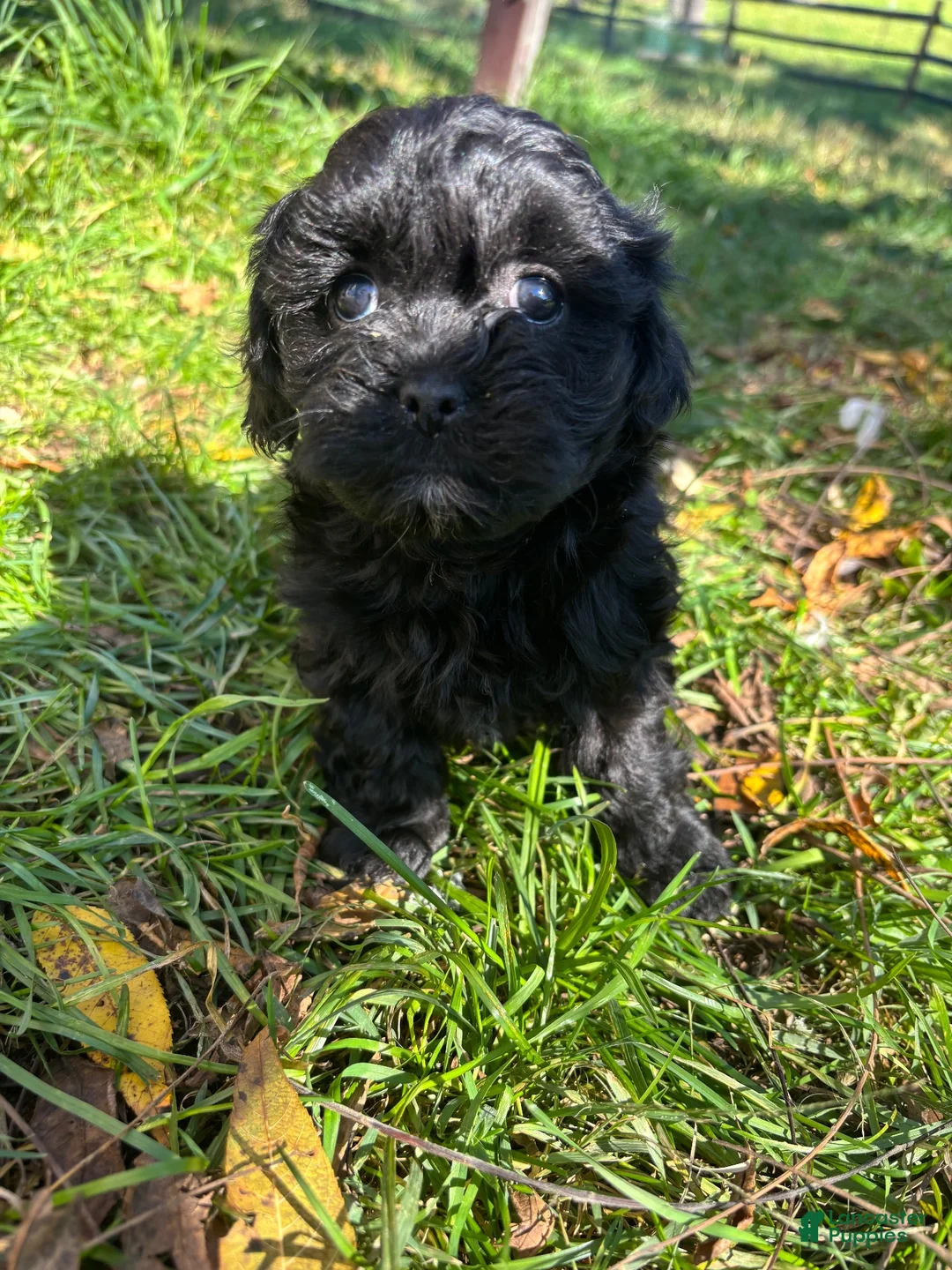 Shihpoo dogs for sale: Poo- bear - Ad 2