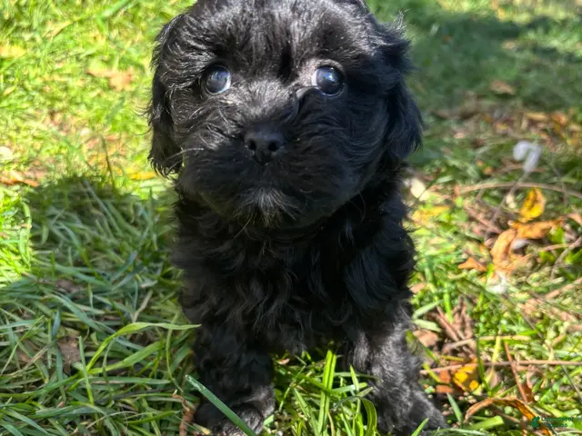 Shihpoo dogs for sale: Poo- bear - Ad 2