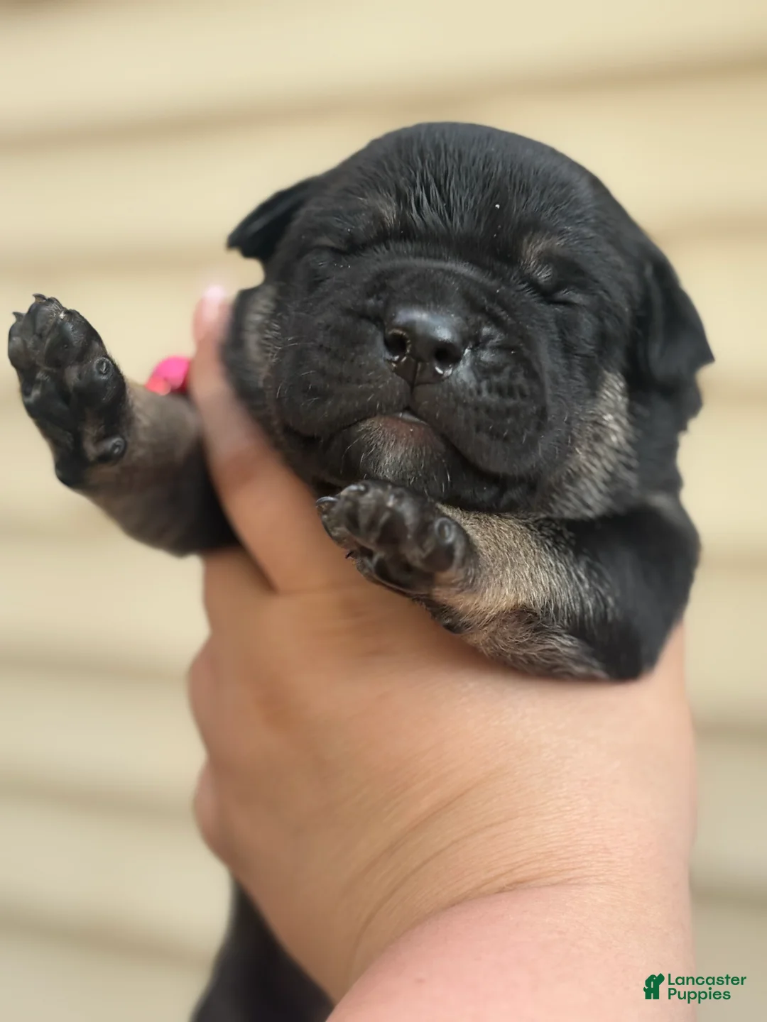 Mixed Breed dogs for sale: Mixed Breed Puppy 1 - Ad 2