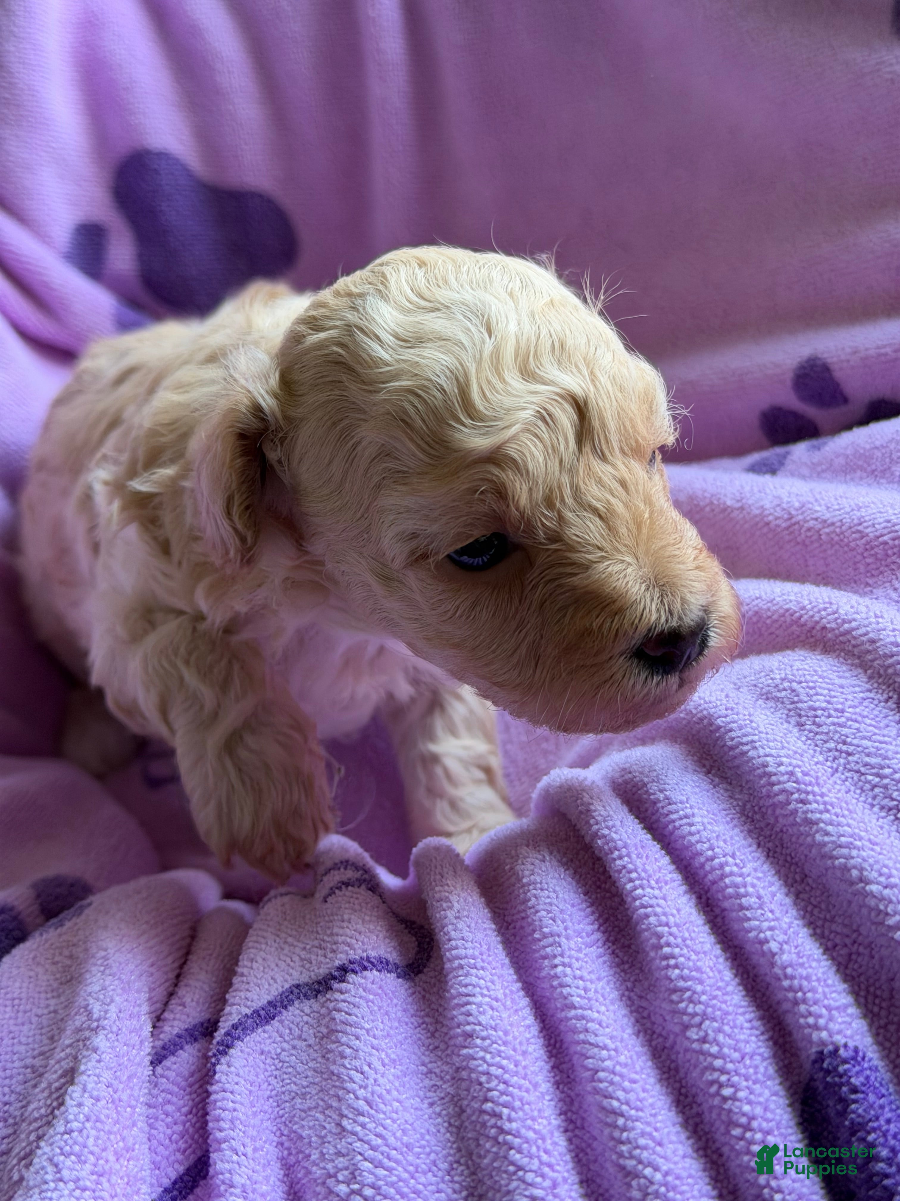 Toy Poodle dogs Luvie - Ad 1