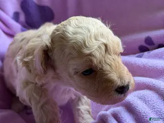 Toy Poodle dogs for sale: Luvie - Ad 1