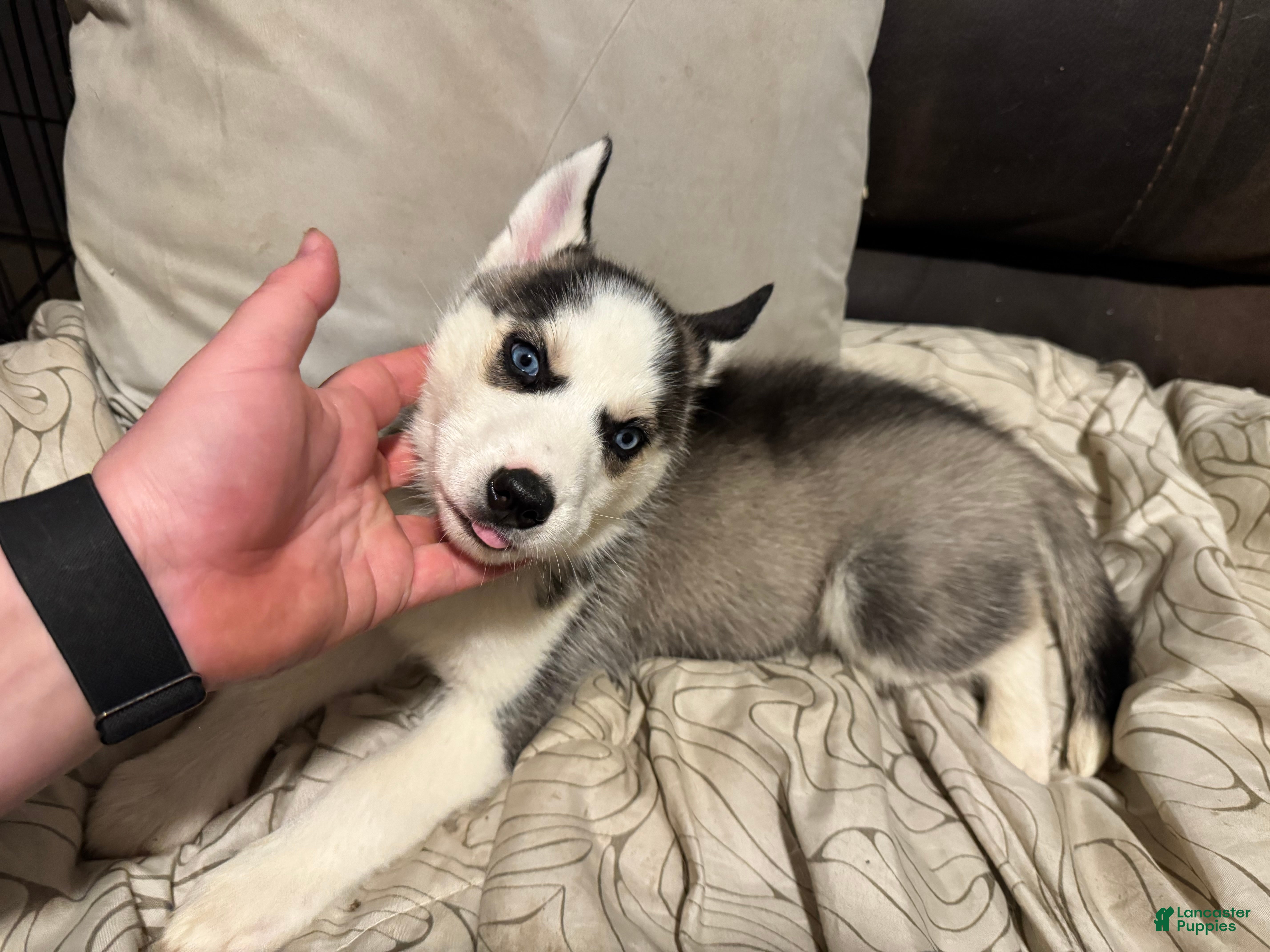 Siberian Husky dogs  Purple  - Ad 28