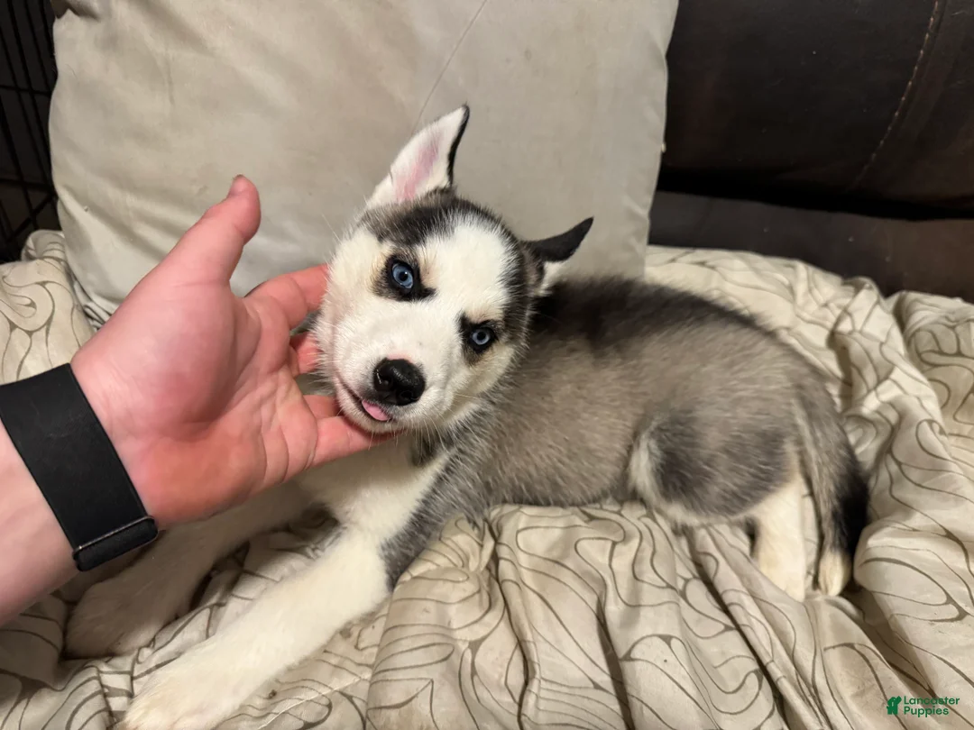 Siberian Husky dogs for sale:  Purple  - Ad 1
