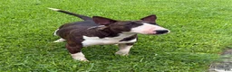 Bull Terrier dogs for sale: BOY 10 - Ad 8