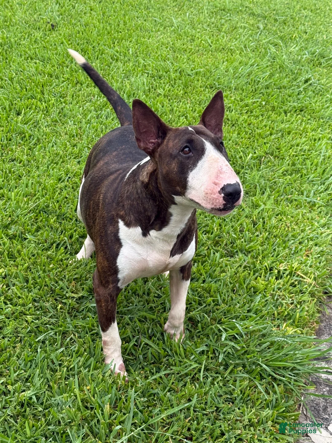 Bull Terrier dogs for sale: BOY 10 - Ad 8
