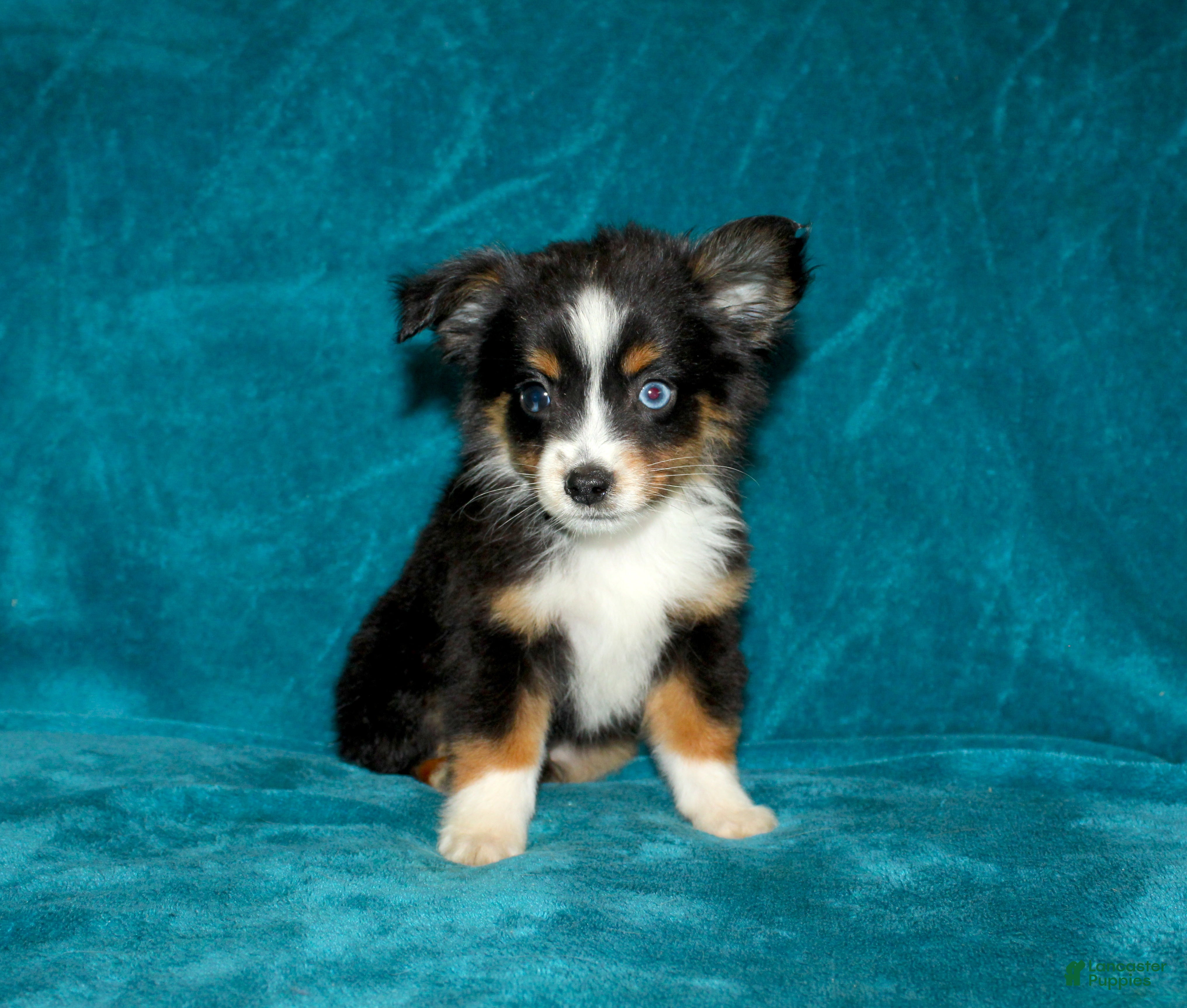 Sparky
