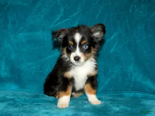 Miniature Australian Shepherd dogs for sale: Sparky - Ad 2