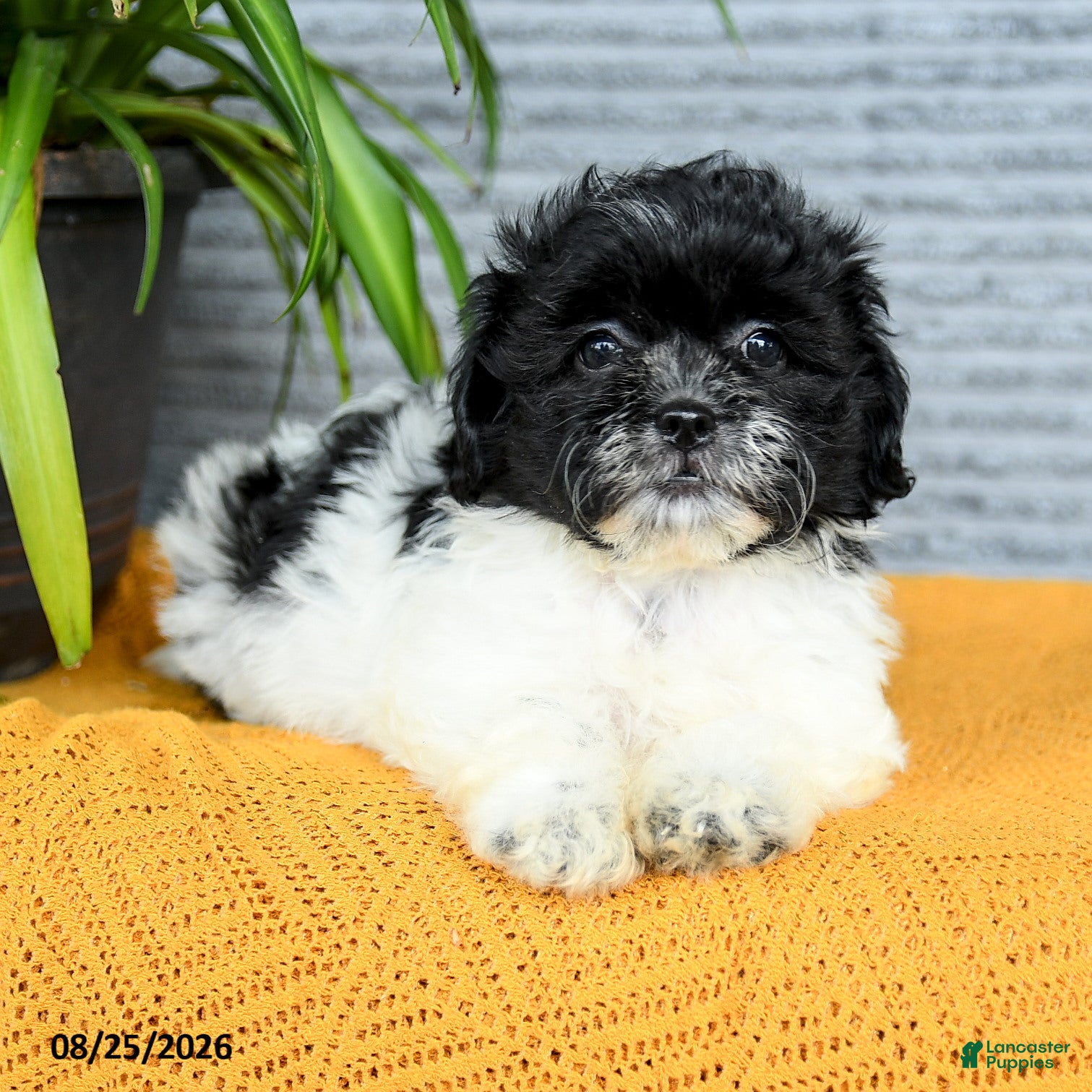 Teddy Bear dogs Hazel - Ad 2