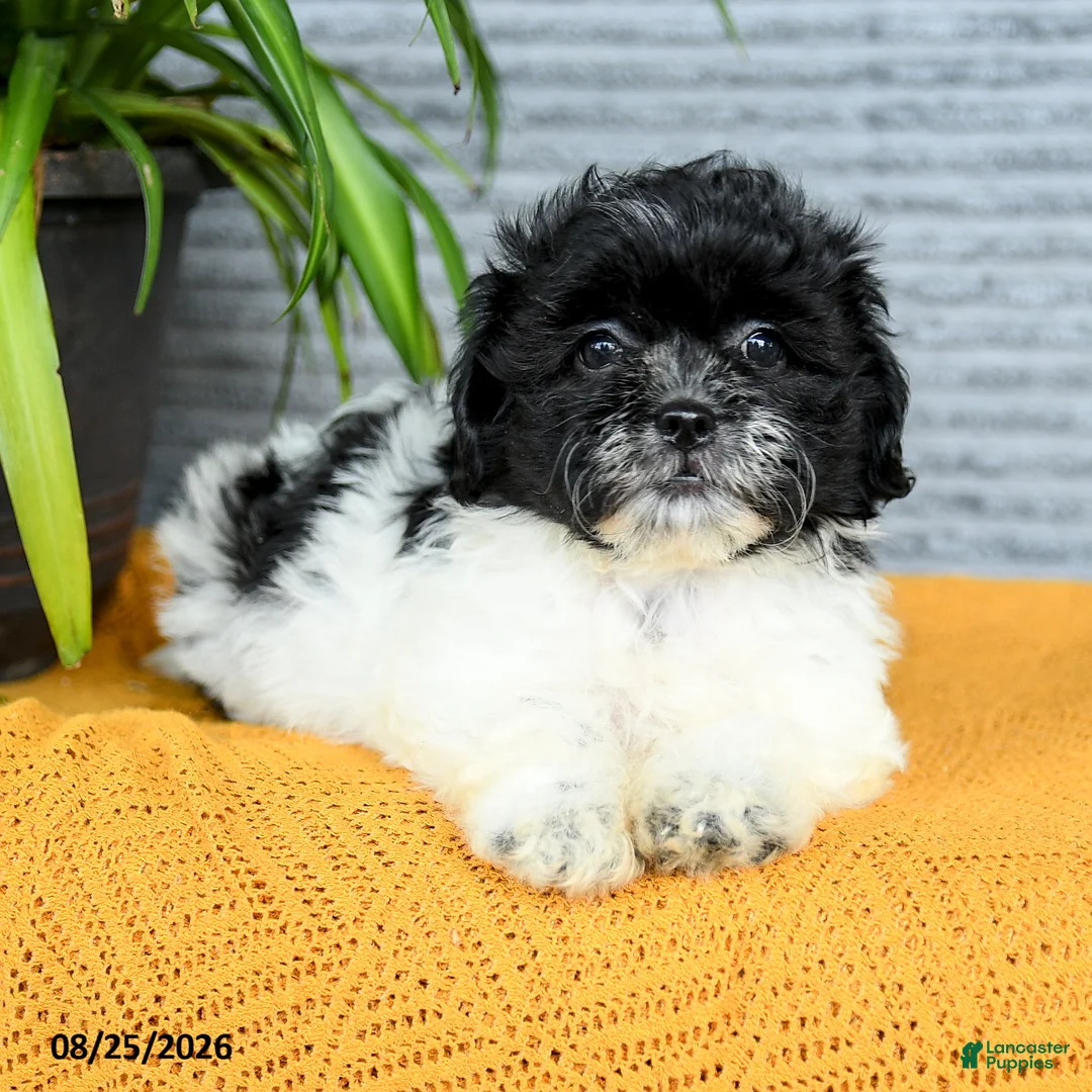 Teddy Bear dogs for sale: Hazel - Ad 2