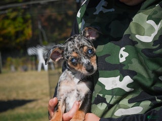 Chihuahua dogs - Ad 23