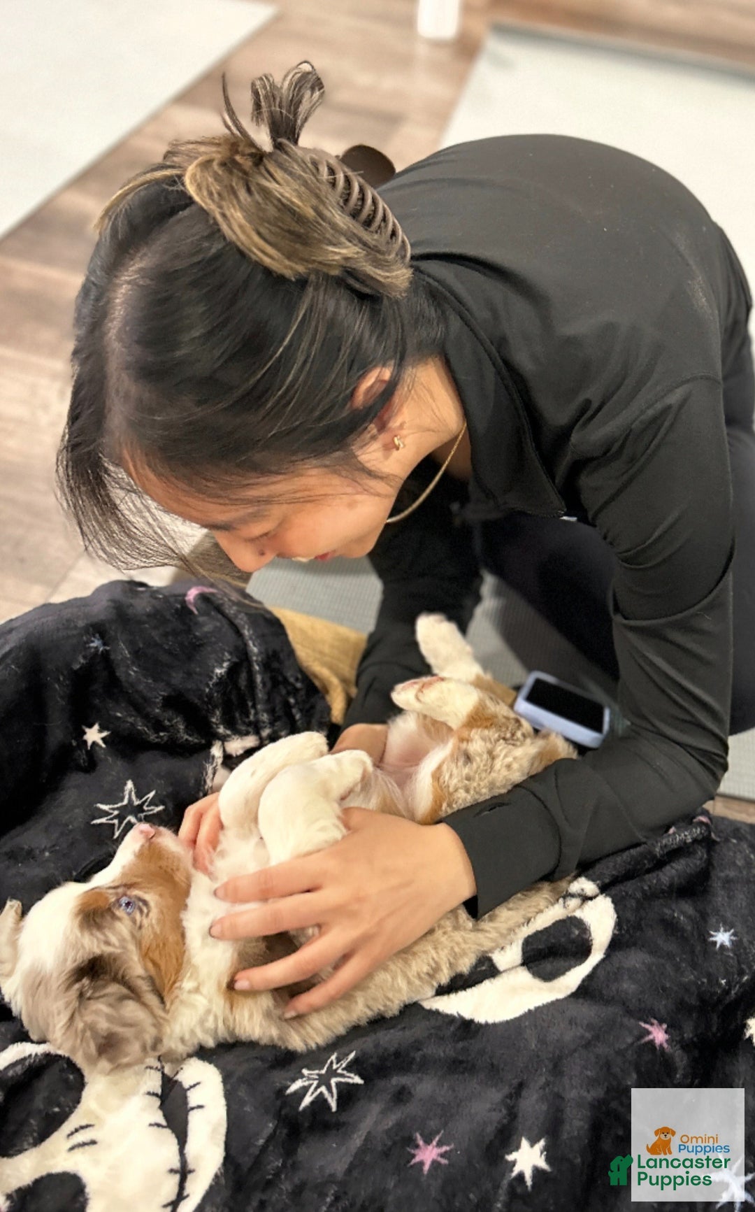 Miniature Australian Shepherd dogs for sale: 🎀 Marshmallow - Ad 4