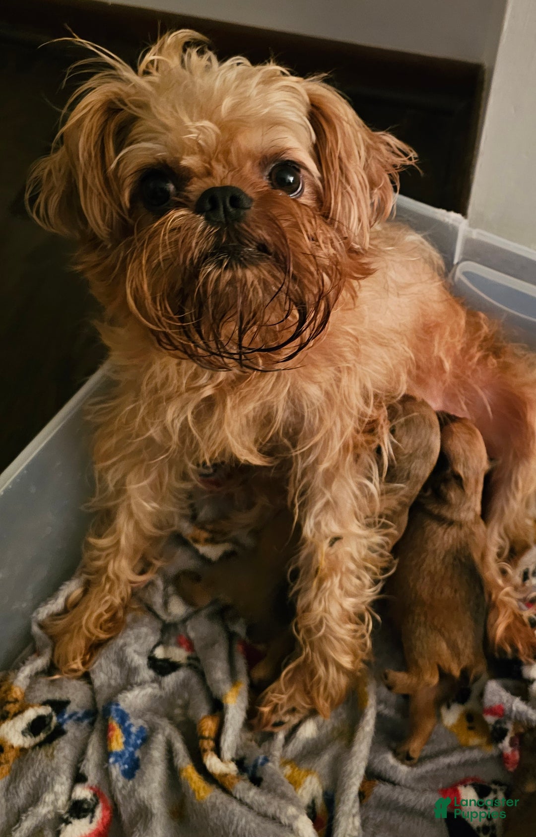 Brussels Griffon dogs for sale: Brussels Griffon Puppy 3 - Ad 2