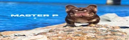 French Bulldog dogs for sale: French Bulldog Puppy 3 - Ad 13