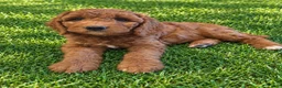Mini Goldendoodle dogs for sale: Mini Goldendoodle 5 - Ad 12