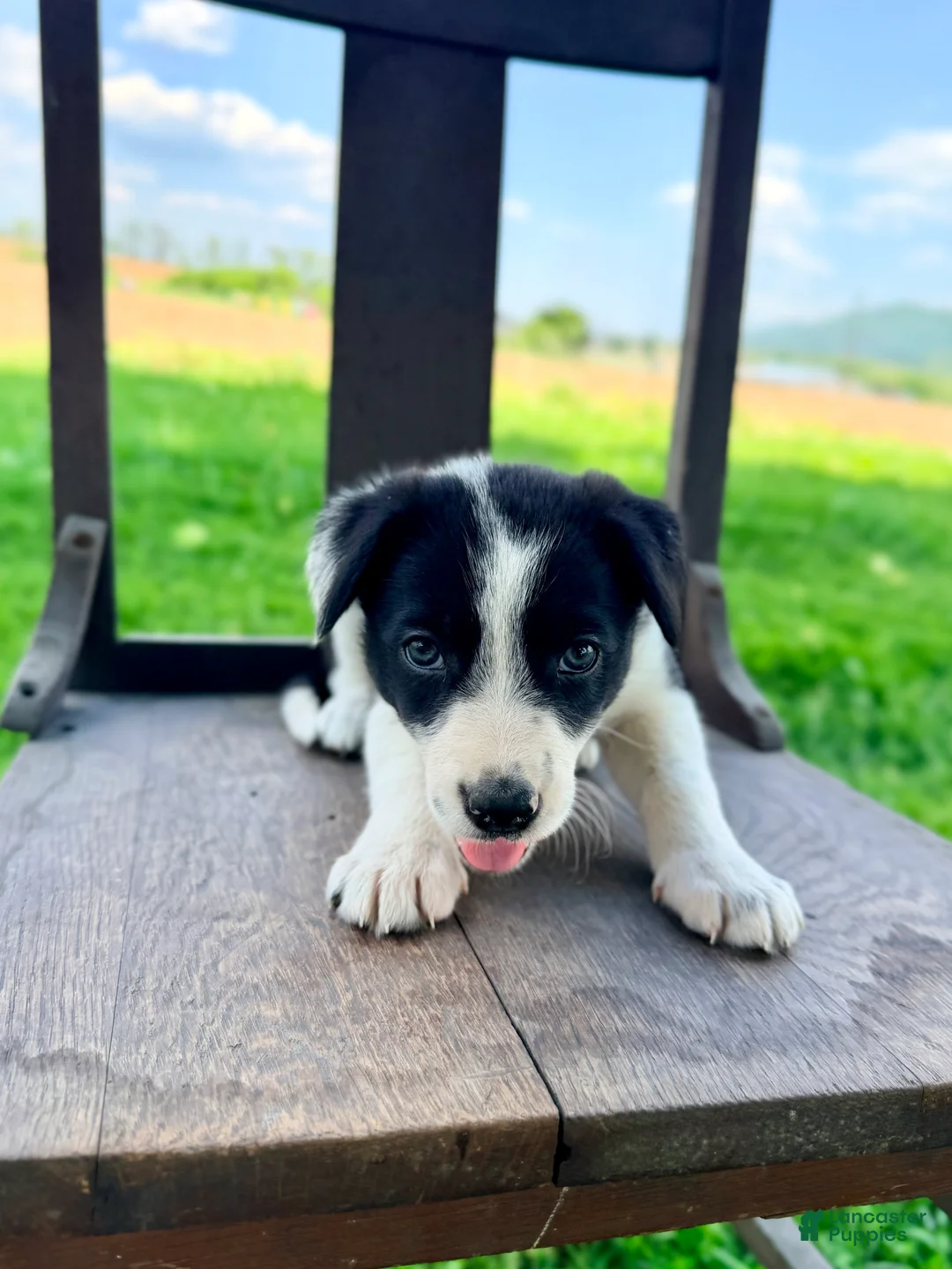 Border Collie dogs for sale: Sullivan - Ad 1