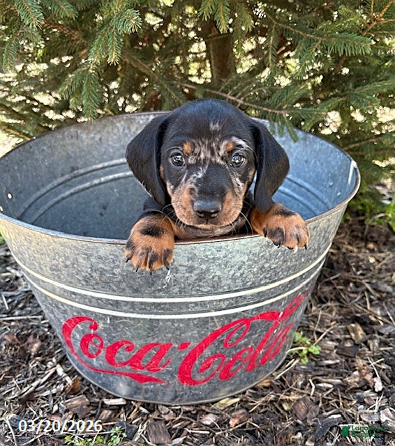 Dachshund dogs Thor - Ad 2