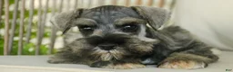 Miniature Schnauzer dogs for sale: Quartz Miniature Schnauzer  - Ad 3