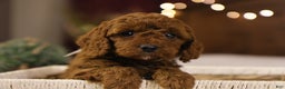 Goldendoodle dogs for sale: Natalie - Ad 7