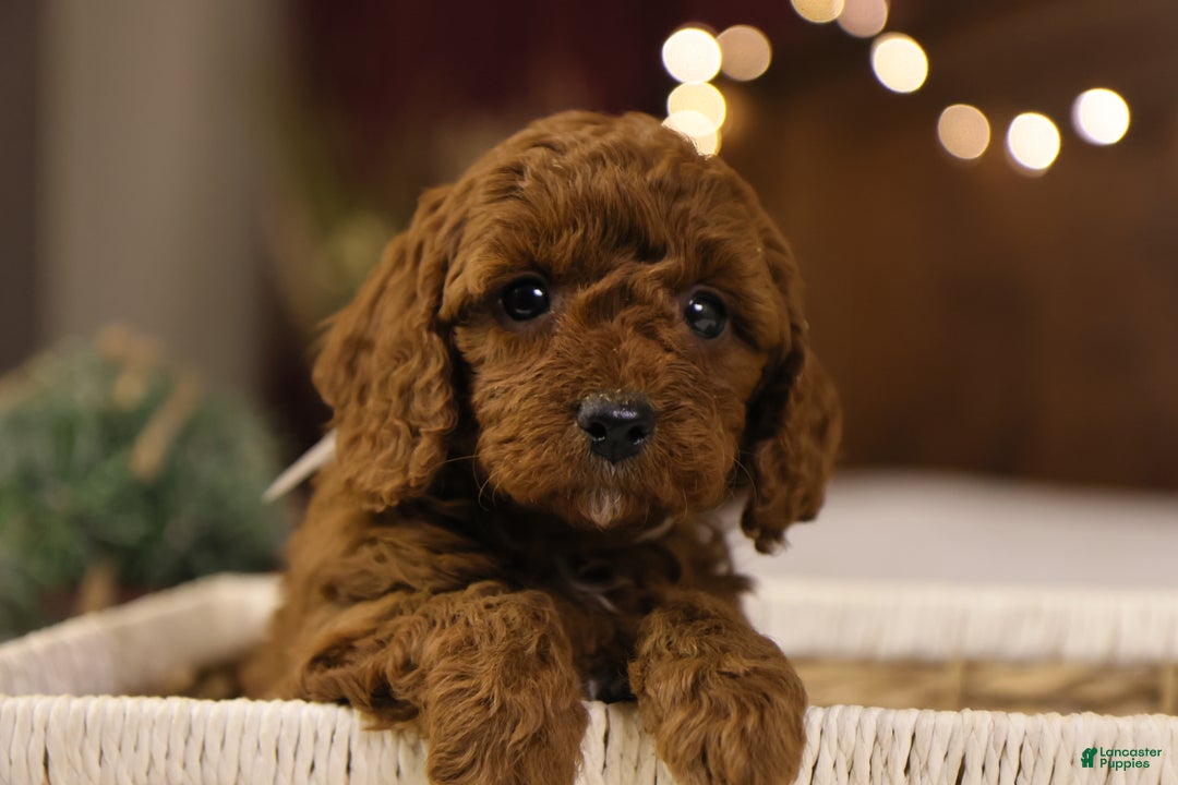 Goldendoodle dogs for sale: Natalie - Ad 7