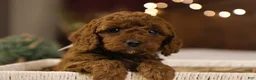 Goldendoodle dogs for sale: Natalie - Ad 7