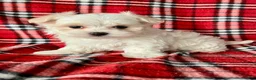 Maltese dogs for sale: Benji - Ad 5