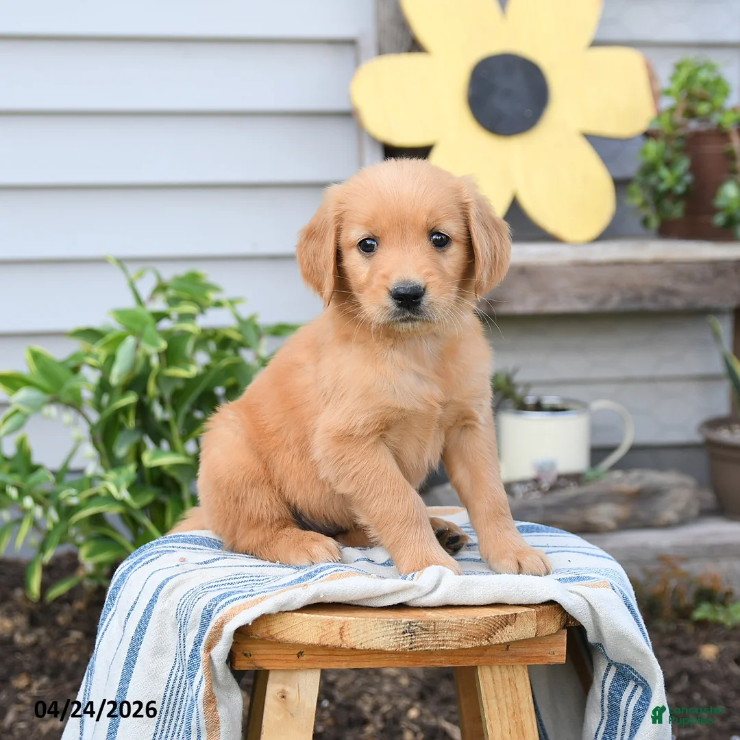 Golden Retriever dogs for sale: Sari - Ad 1