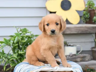 Golden Retriever dogs for sale: Sari - Ad 3