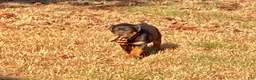 Rottweiler dogs for sale: Napoleon - Ad 5