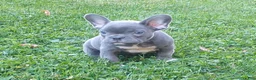 French Bulldog dogs for sale: Asher - Ad 3