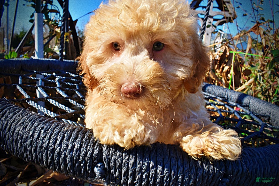 Havapoo dogs for sale: Ranger - Ad 2