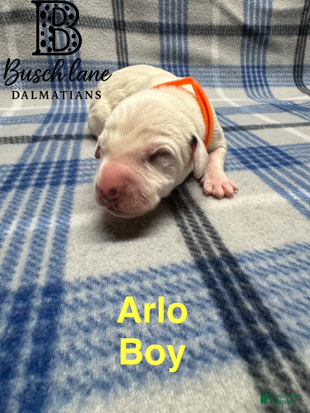 Dalmatian dogs for sale: Arlo - Ad 1