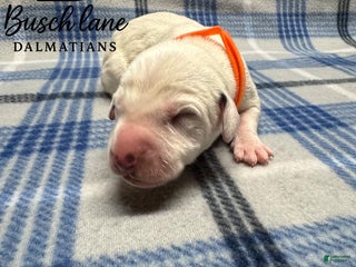 Dalmatian dogs Arlo - Ad 10