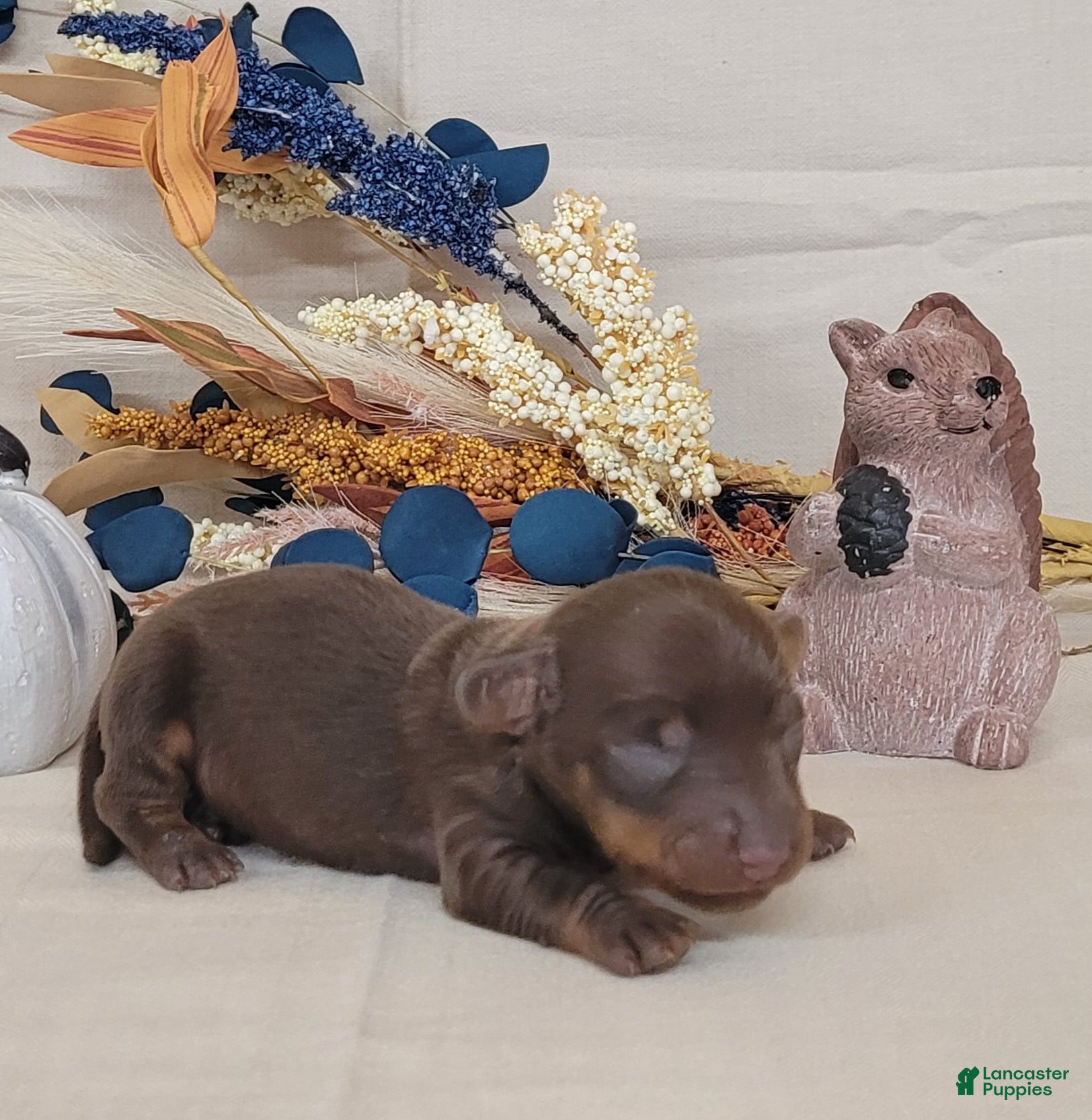 Miniature Dachshund dogs for sale: AKC Hank purebred Miniature Dachshund  - Ad 1