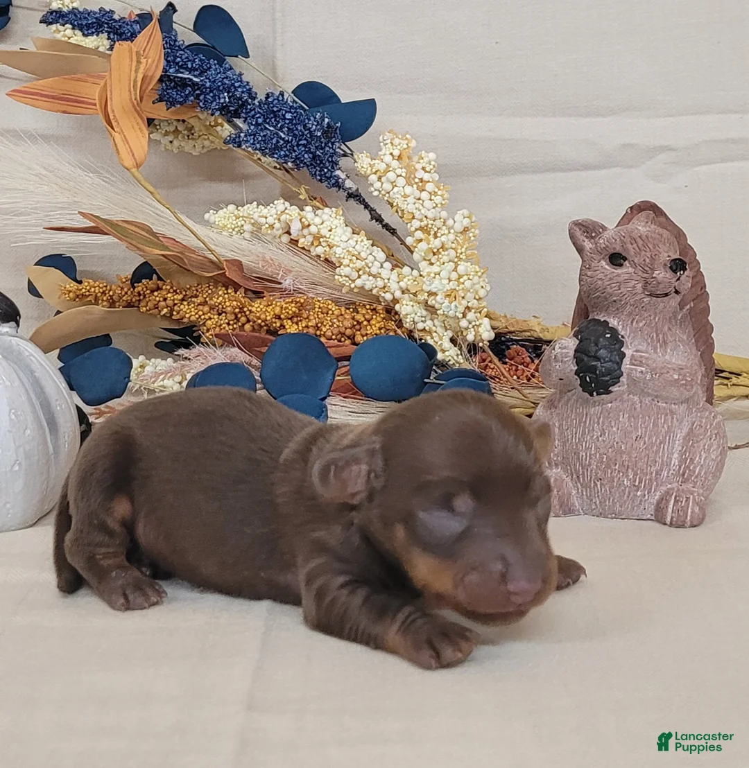 Miniature Dachshund dogs for sale: AKC Hank purebred Miniature Dachshund  - Ad 1